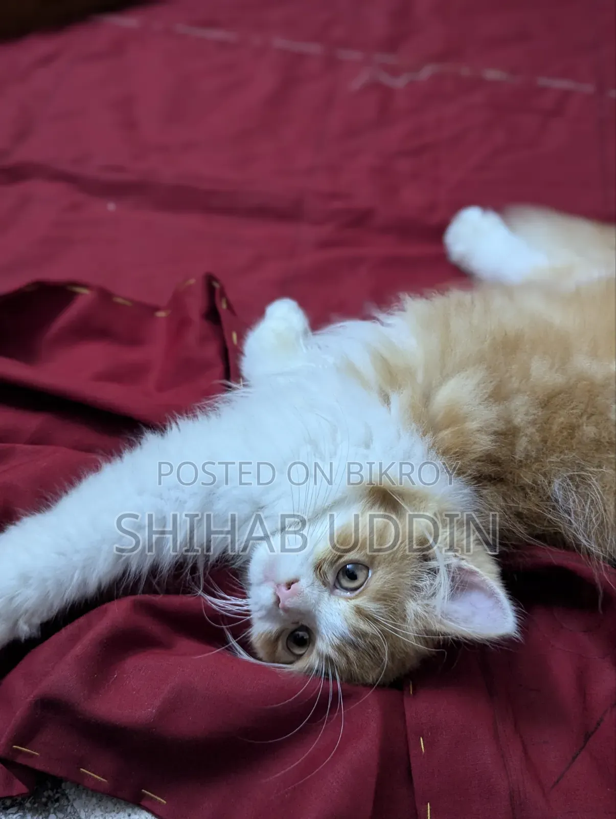 1-3 Months Female Purebred Persian