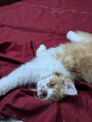 1-3 Months Female Purebred Persian