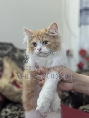 1-3 Months Female Purebred Persian