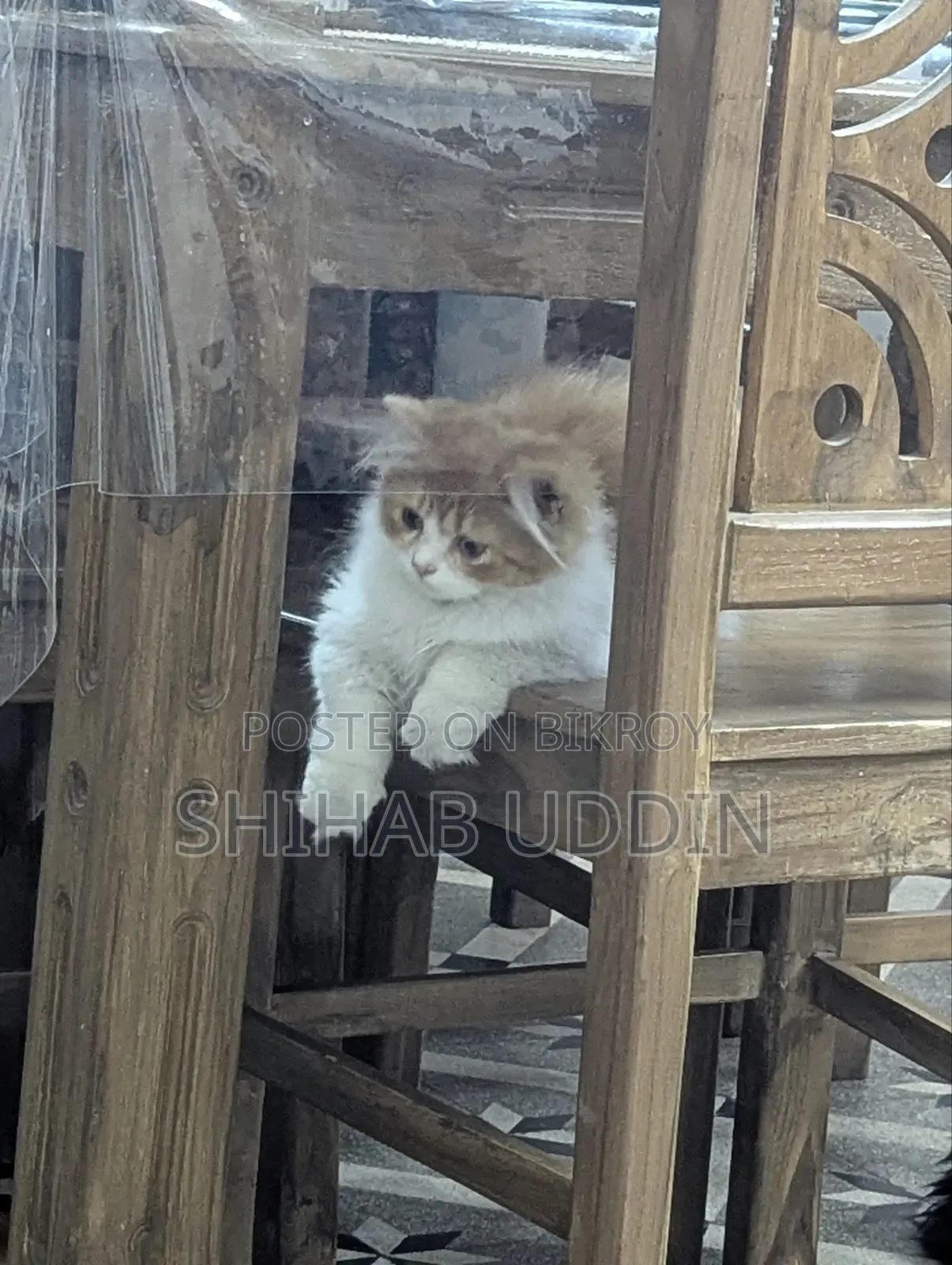 1-3 Months Female Purebred Persian