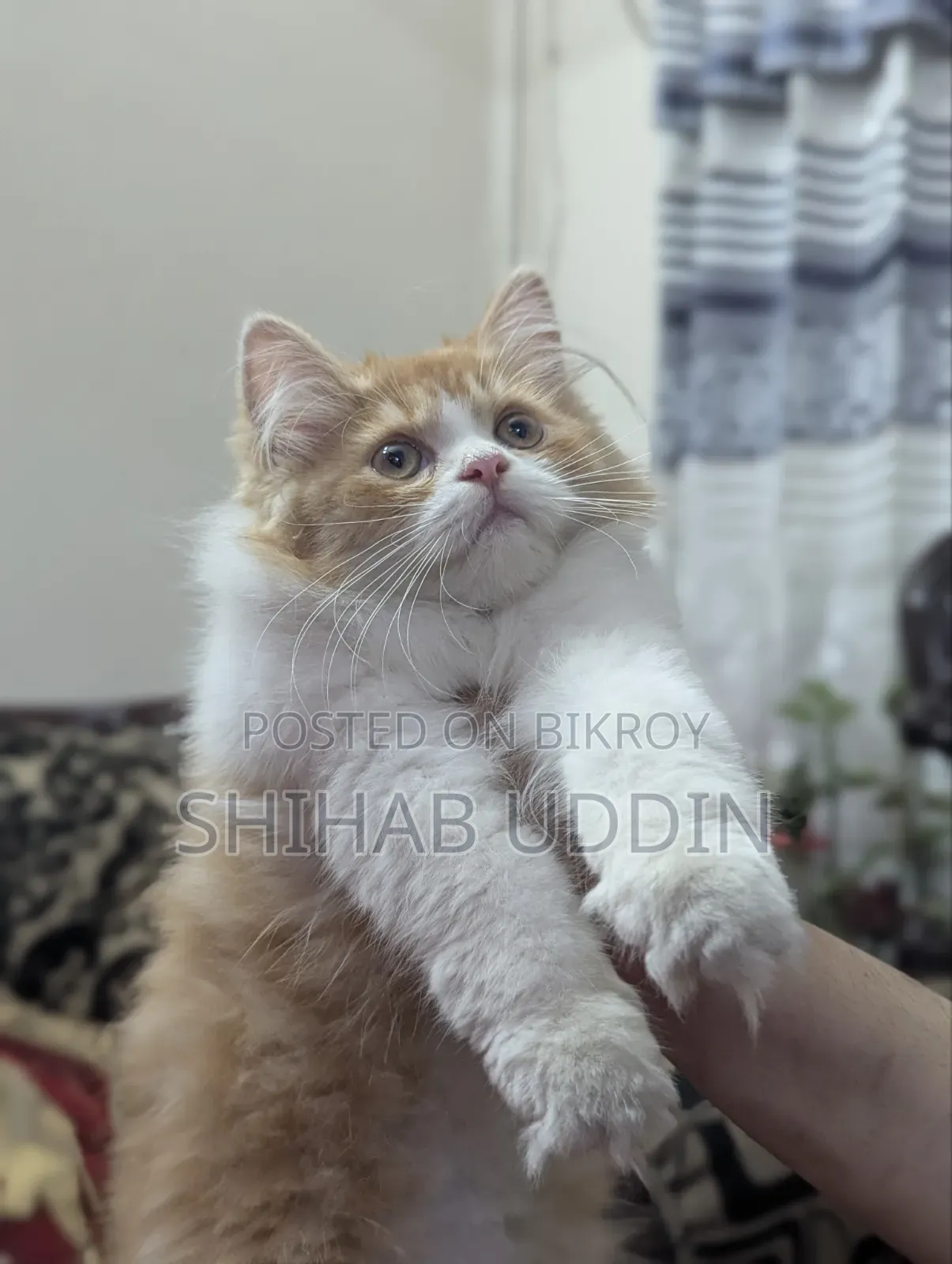 1-3 Months Female Purebred Persian