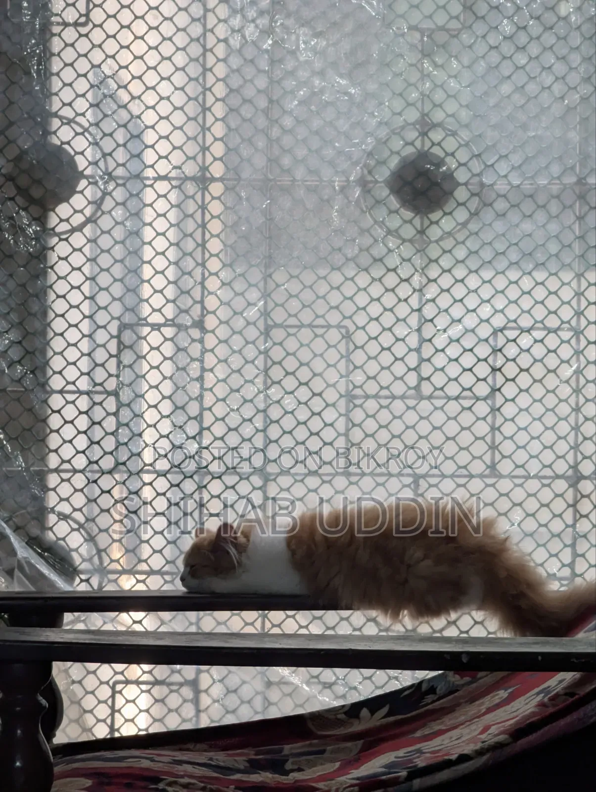 1-3 Months Female Purebred Persian