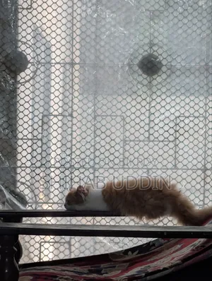 1-3 Months Female Purebred Persian