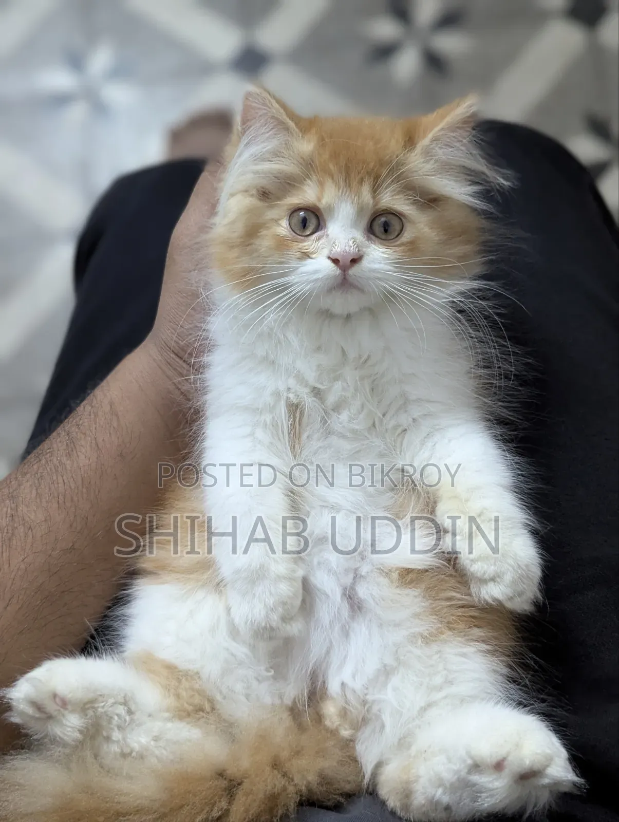 1-3 Months Female Purebred Persian