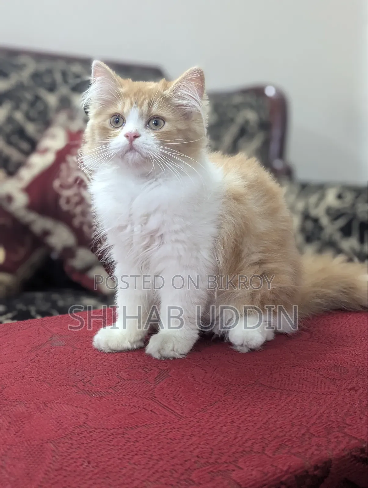 1-3 Months Female Purebred Persian