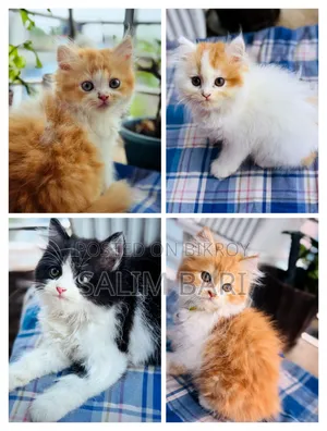 1-3 Months Female Purebred Persian
