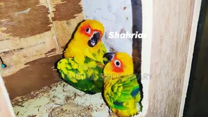 Sun Conure Bird