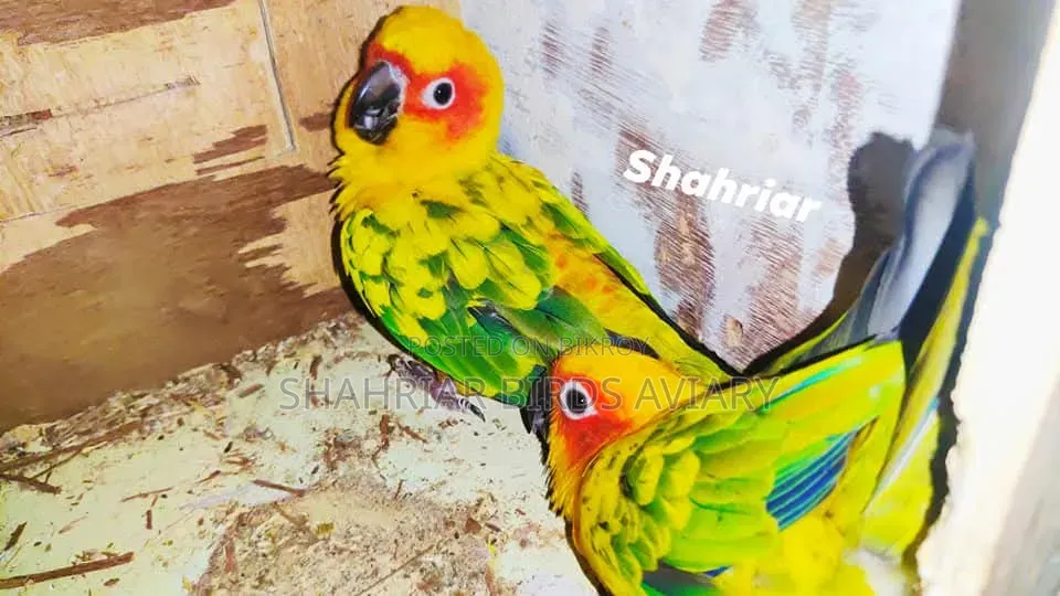 Sun Conure Bird