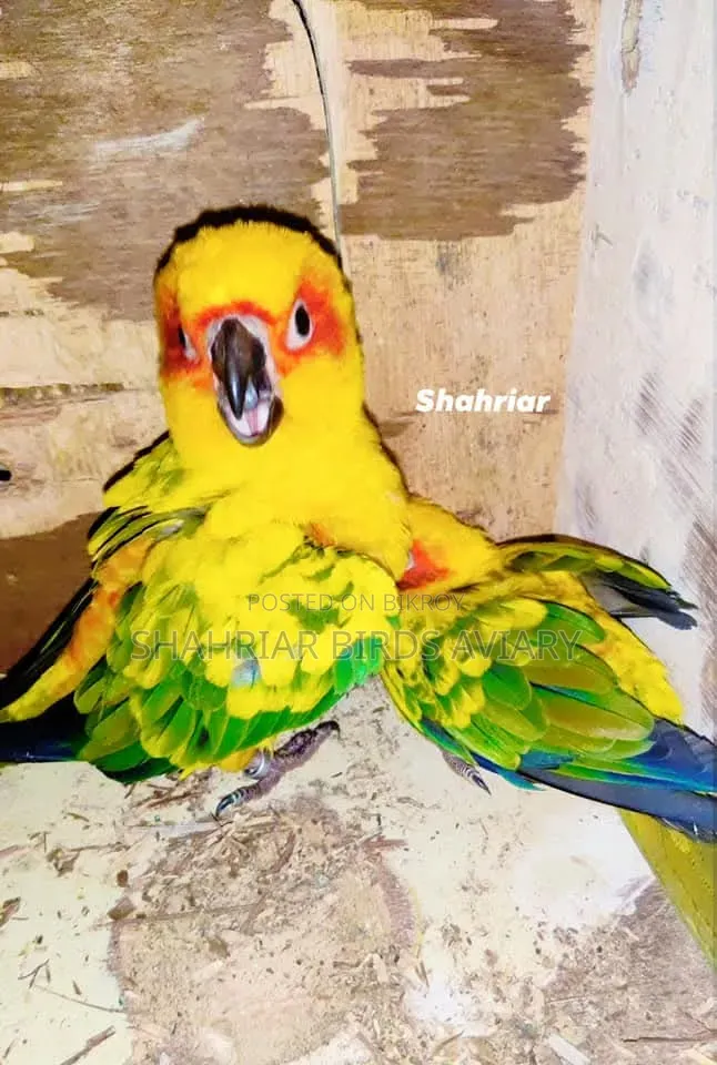 Sun Conure Bird