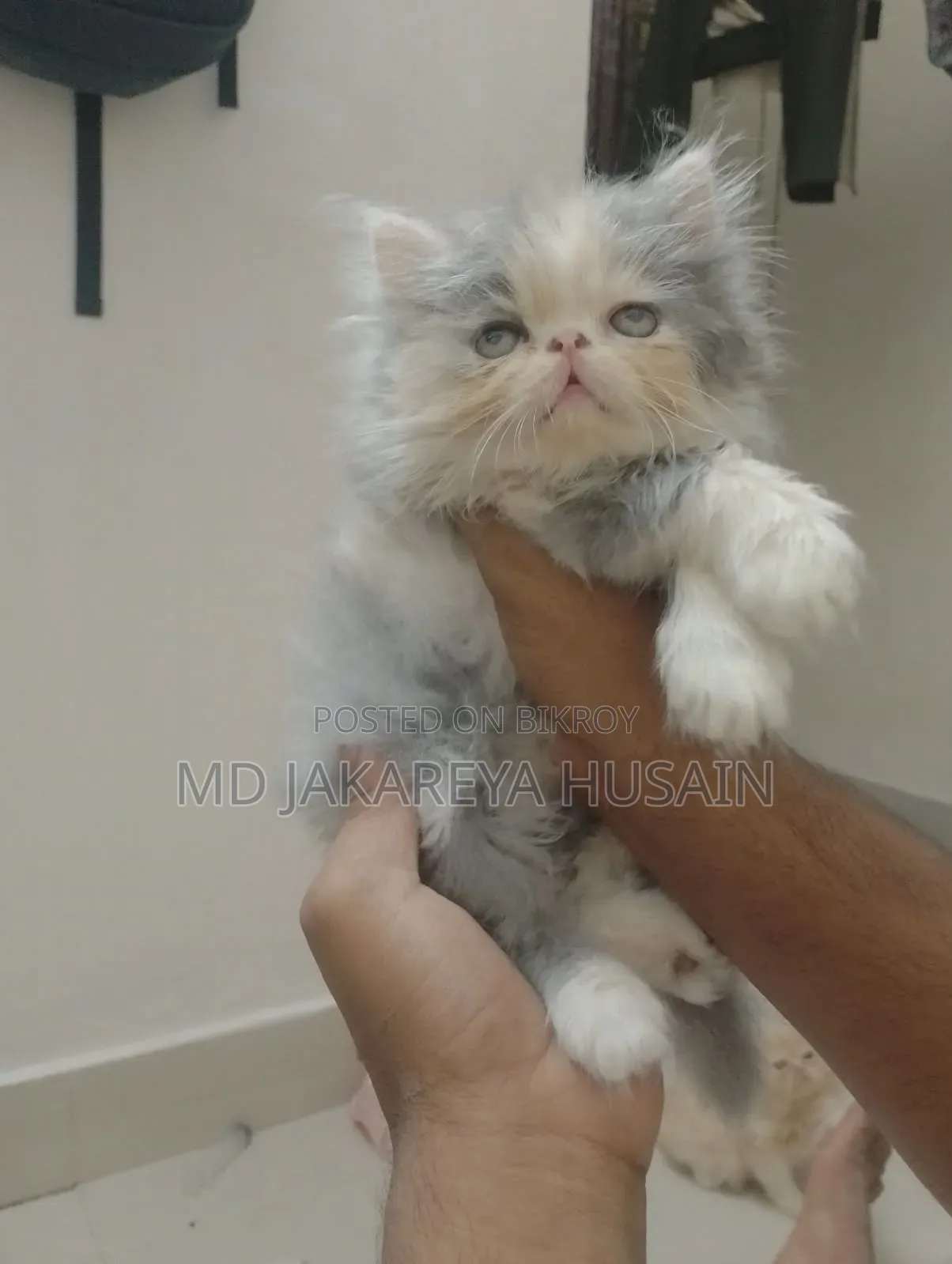 0-1 Month Male Purebred Exotic