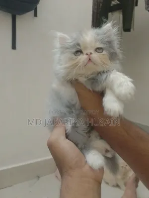 0-1 Month Male Purebred Exotic