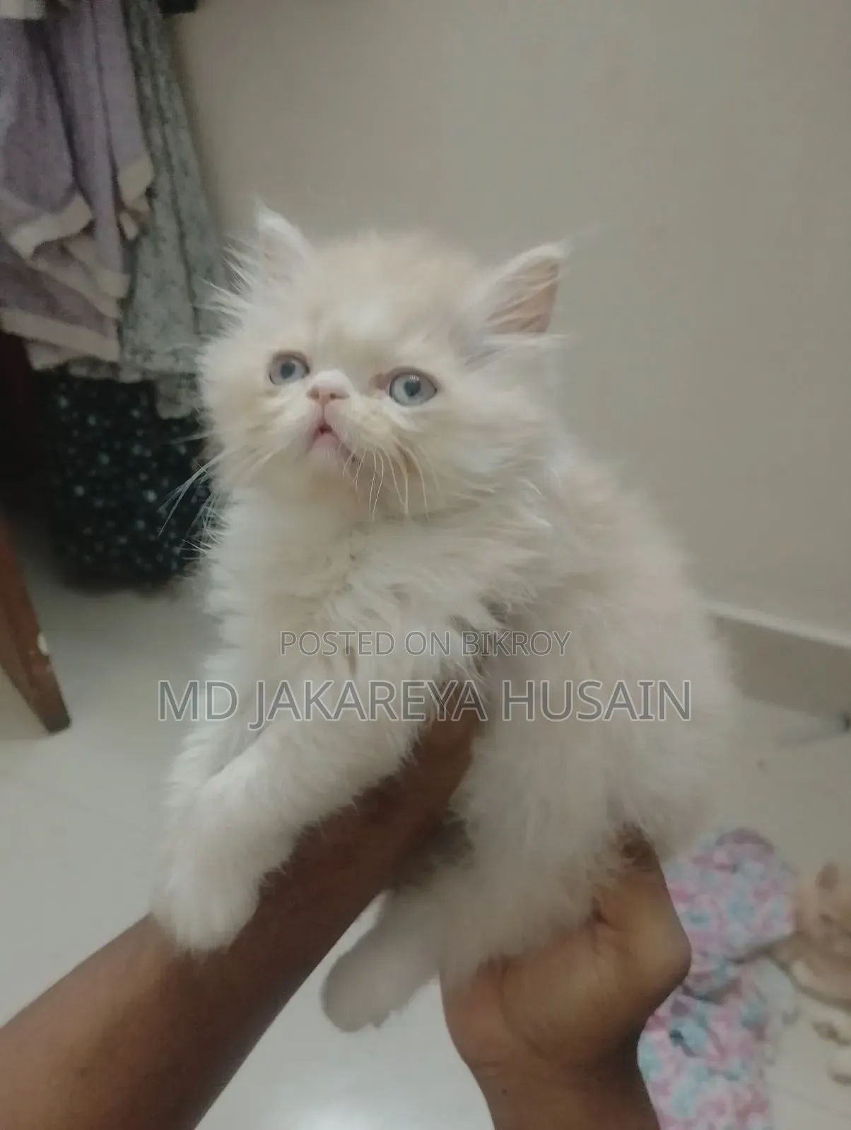 0-1 Month Male Purebred Exotic