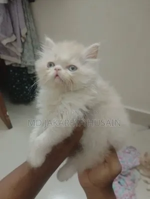0-1 Month Male Purebred Exotic