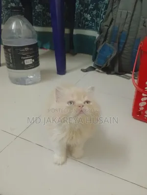 0-1 Month Male Purebred Exotic