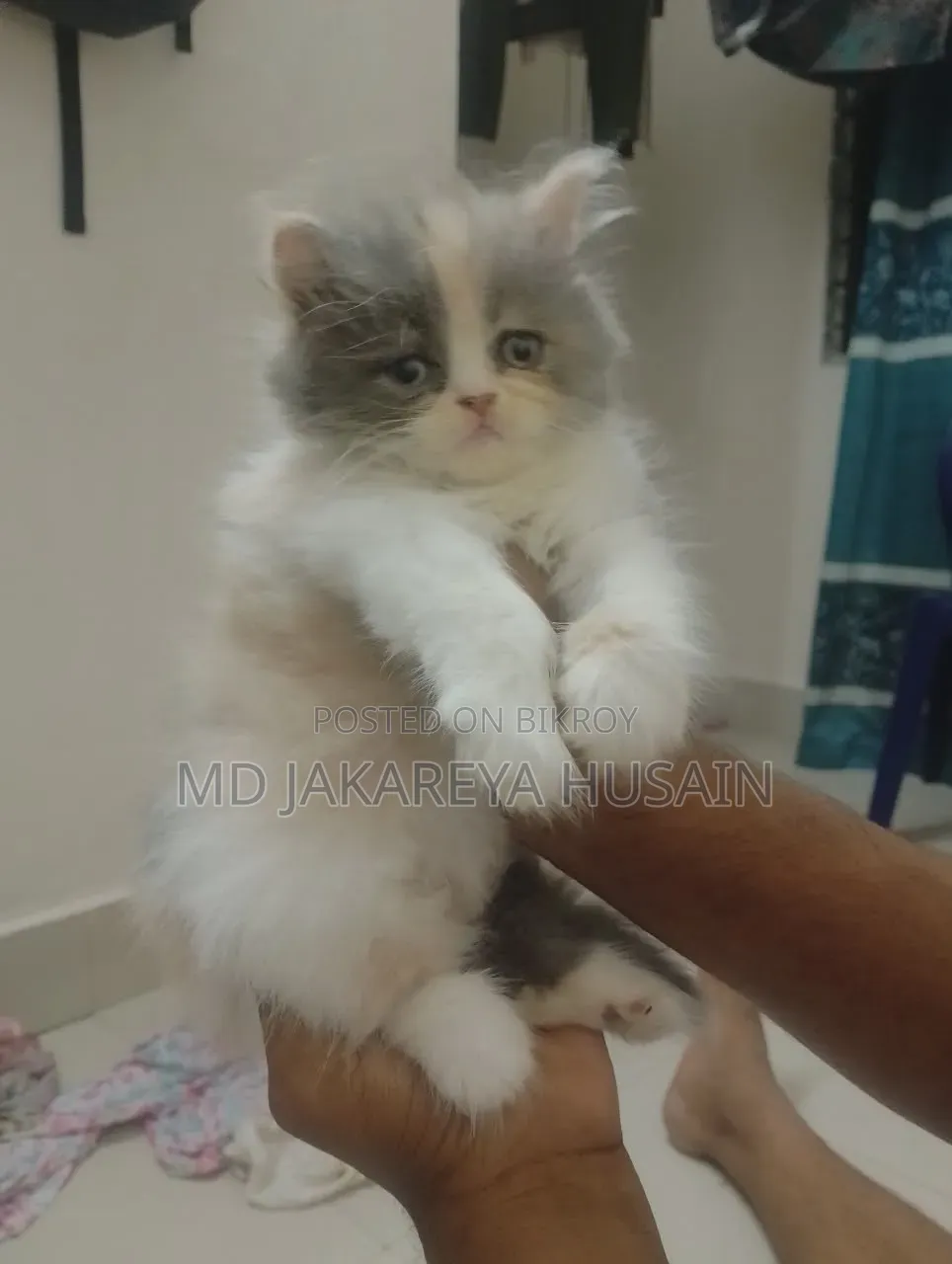 1-3 Months Female Purebred Exotic