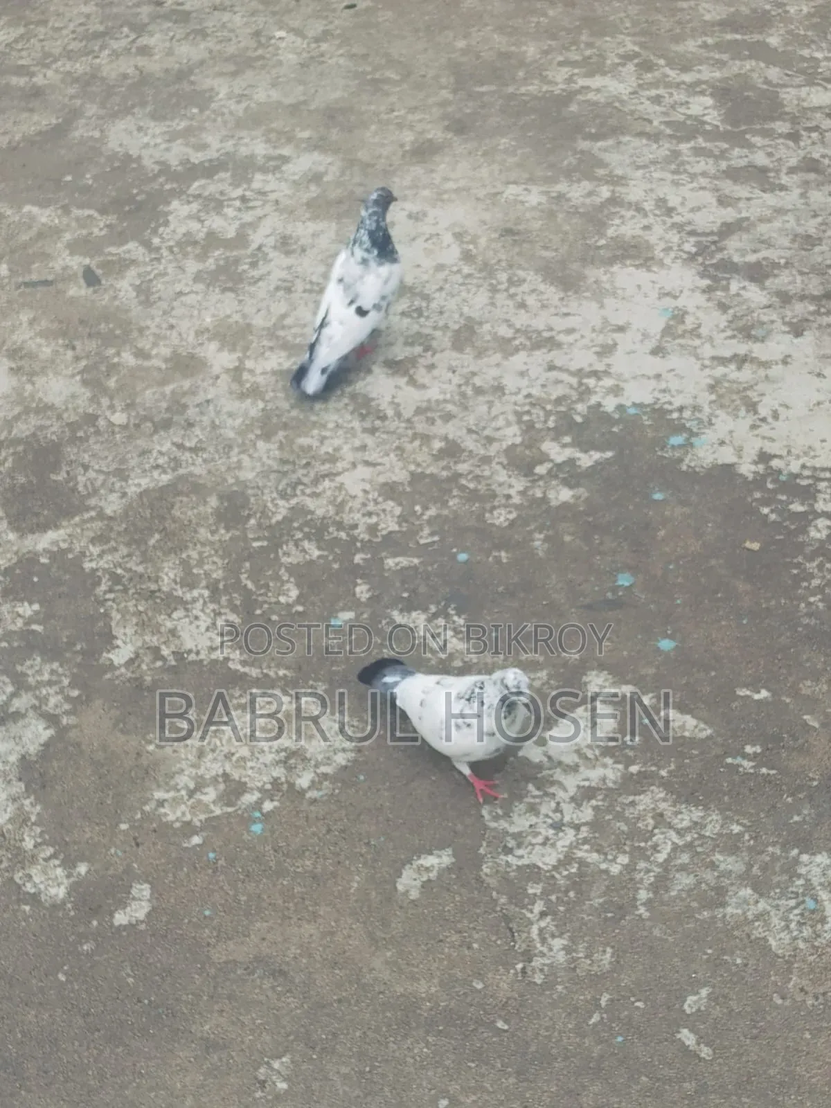 Giribaj Pigeon