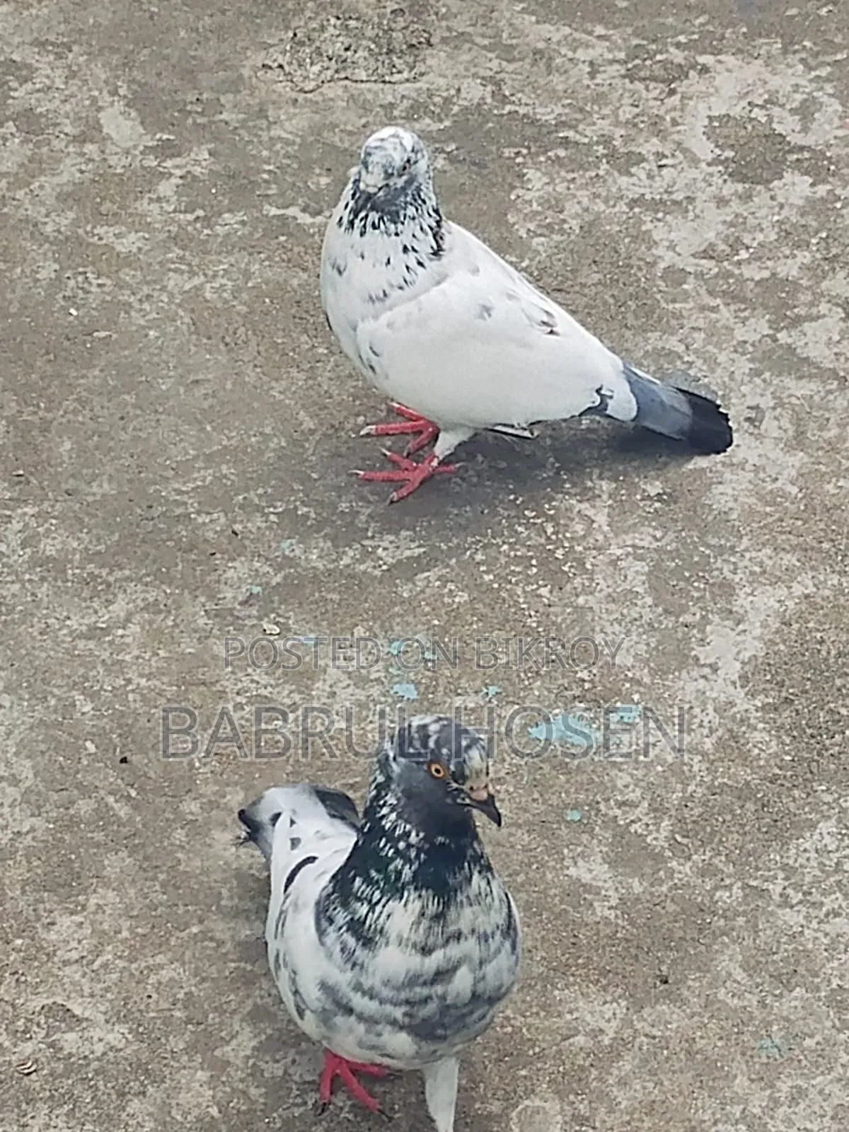 Giribaj Pigeon