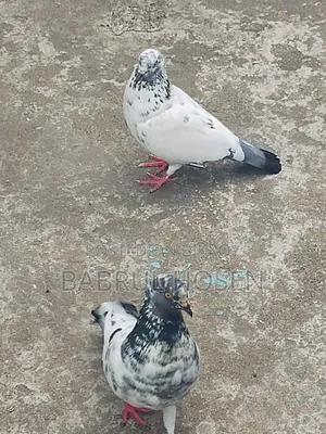 Giribaj Pigeon