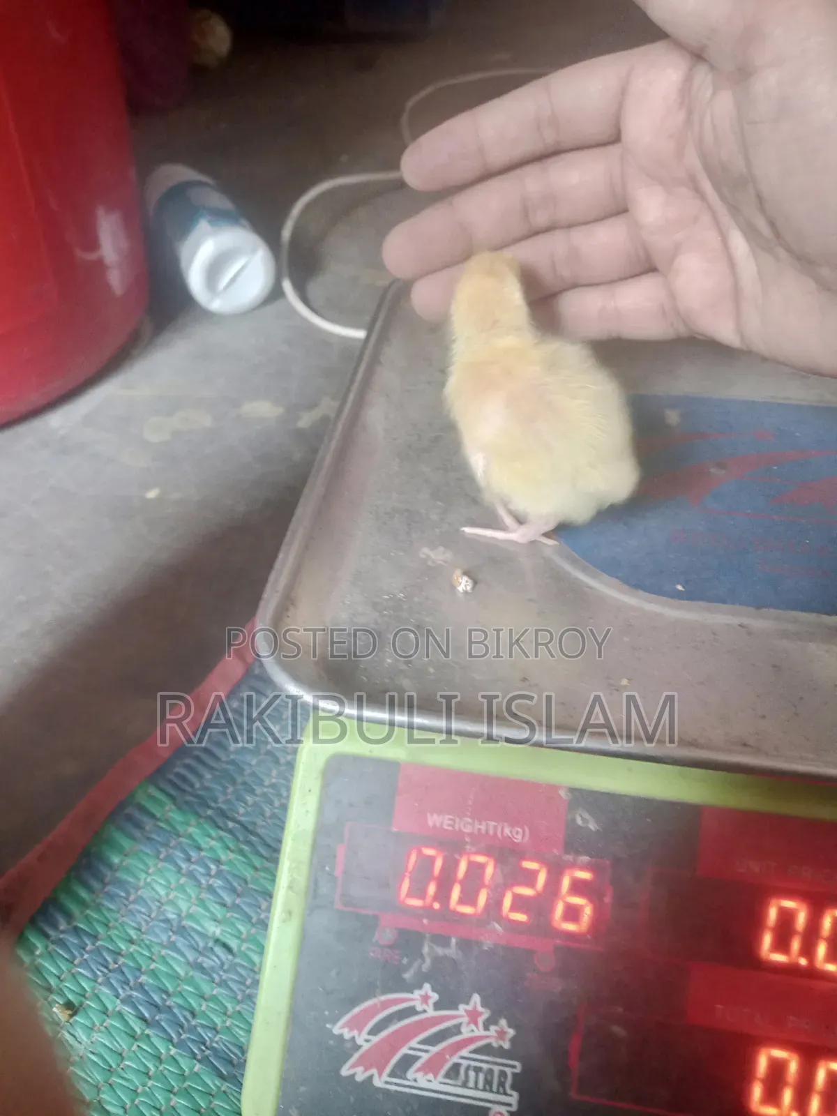 European Quail Chicks