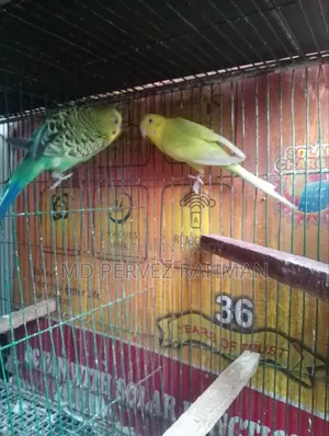 Budgie Adult