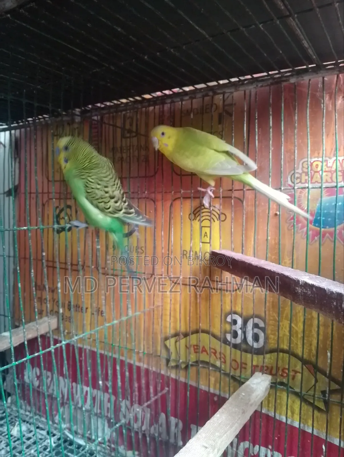 Budgie Adult