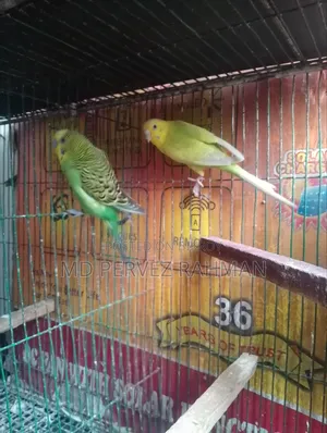 Budgie Adult