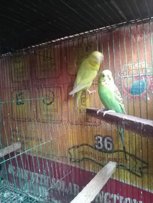 Budgie Adult