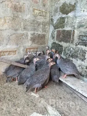 Guinea Fowl for Sale