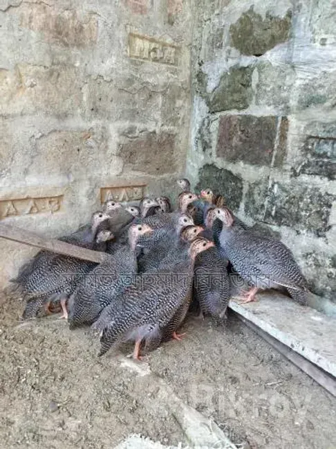 Guinea Fowl for Sale