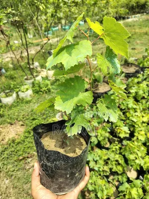বাইকুনুর মিষ্টি আঙ্গুর ফল চারা
