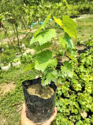 Baikonur Sweet Grape Sapling
