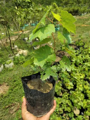 Baikonur Sweet Grape Sapling