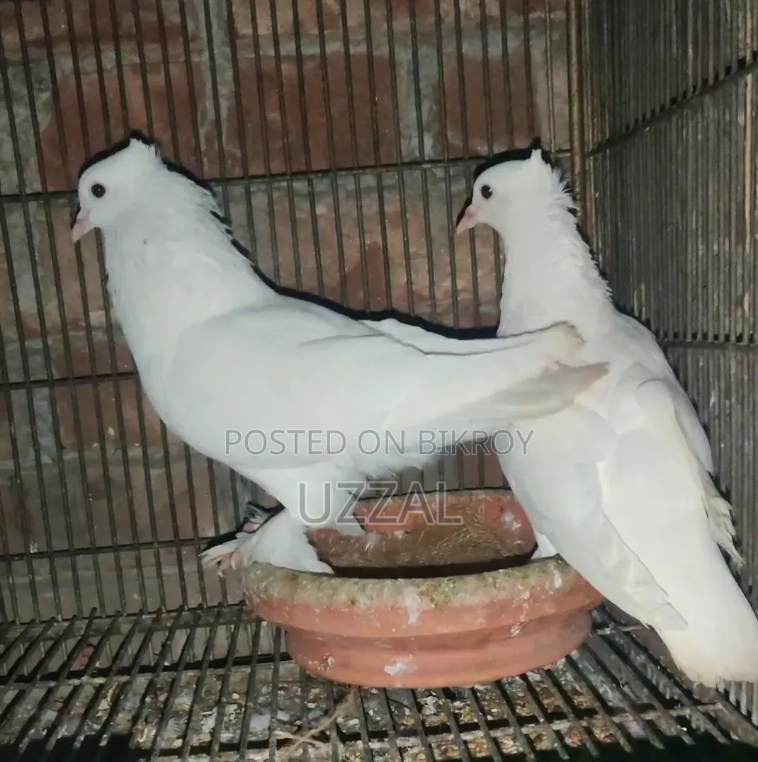 Arabin Koka