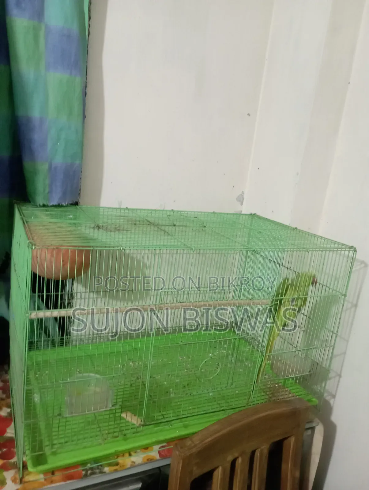 Parrot for Sale with Cage