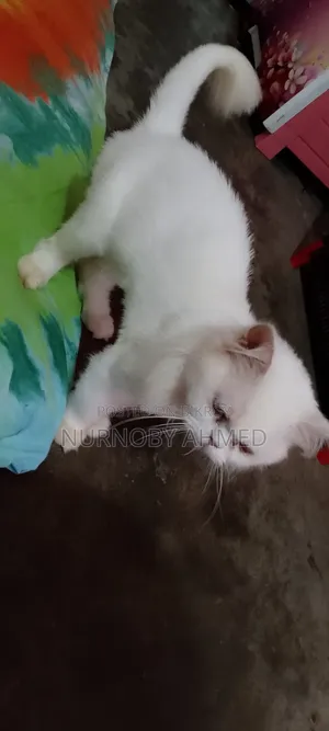 3-6 Months Female Purebred Persian