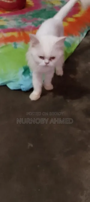 3-6 Months Female Purebred Persian