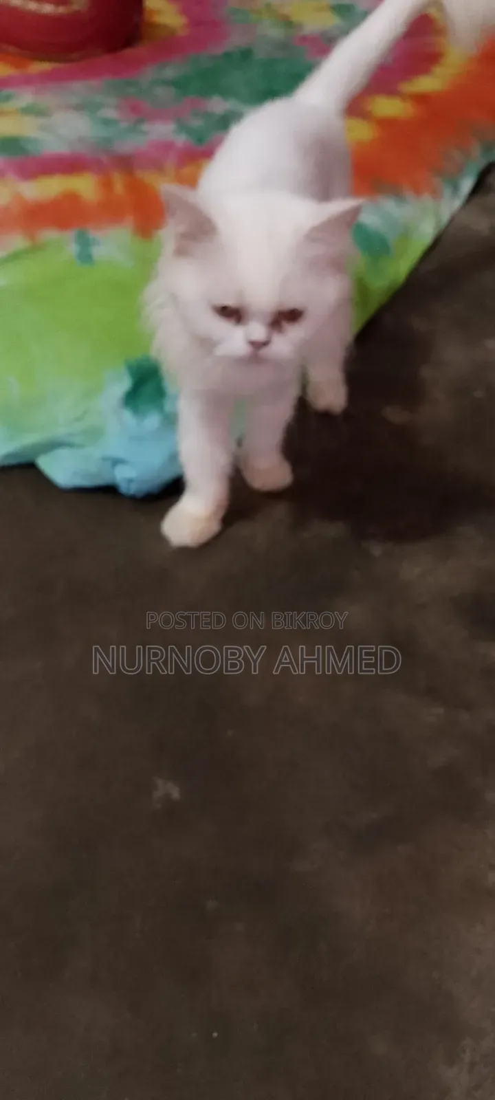 3-6 Months Female Purebred Persian