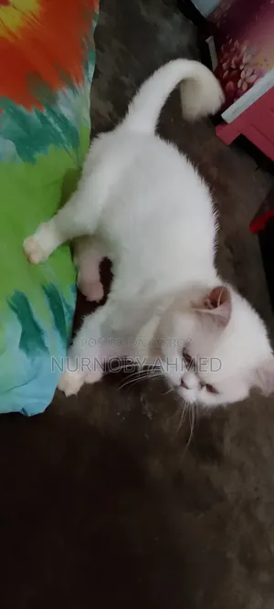 3-6 Months Female Purebred Persian