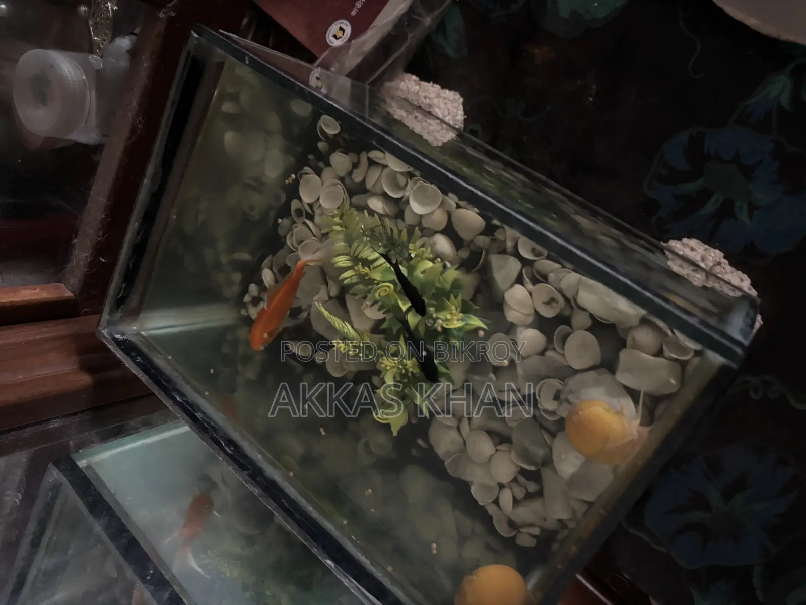 Mini Aquarium