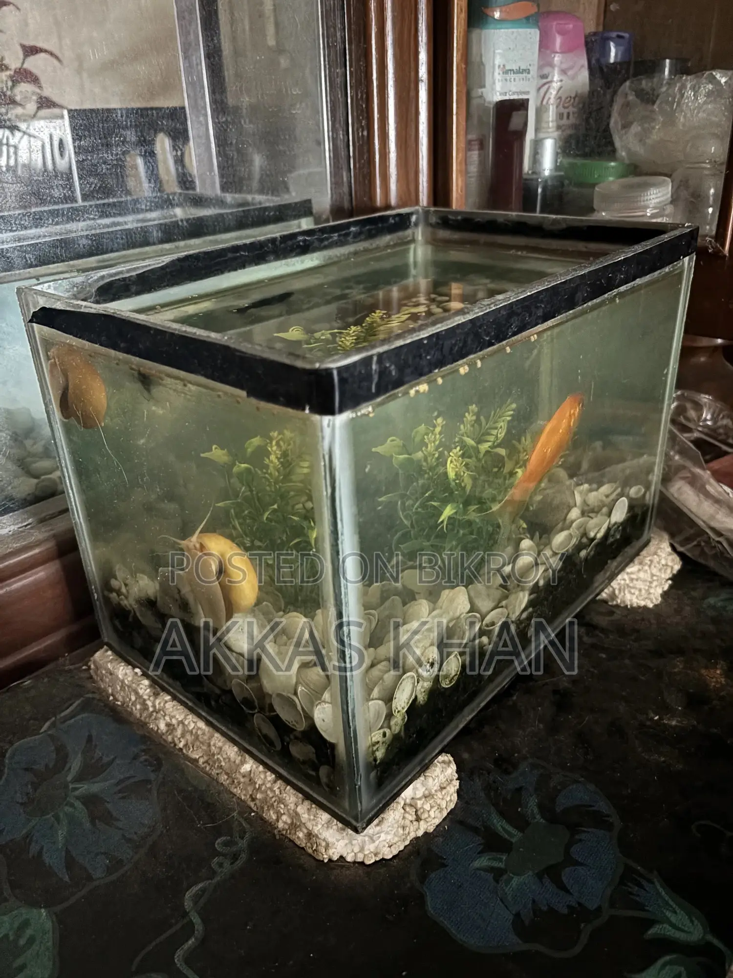 Mini Aquarium