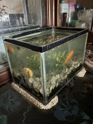 মিনি অ্যাকোয়ারিয়াম