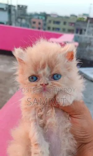 1-3 Months Male Purebred Persian