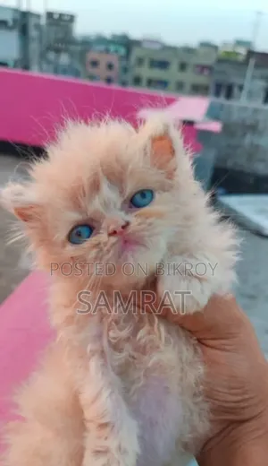 1-3 Months Male Purebred Persian