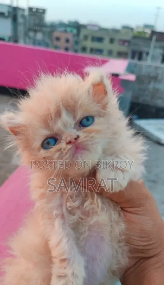 1-3 Months Male Purebred Persian