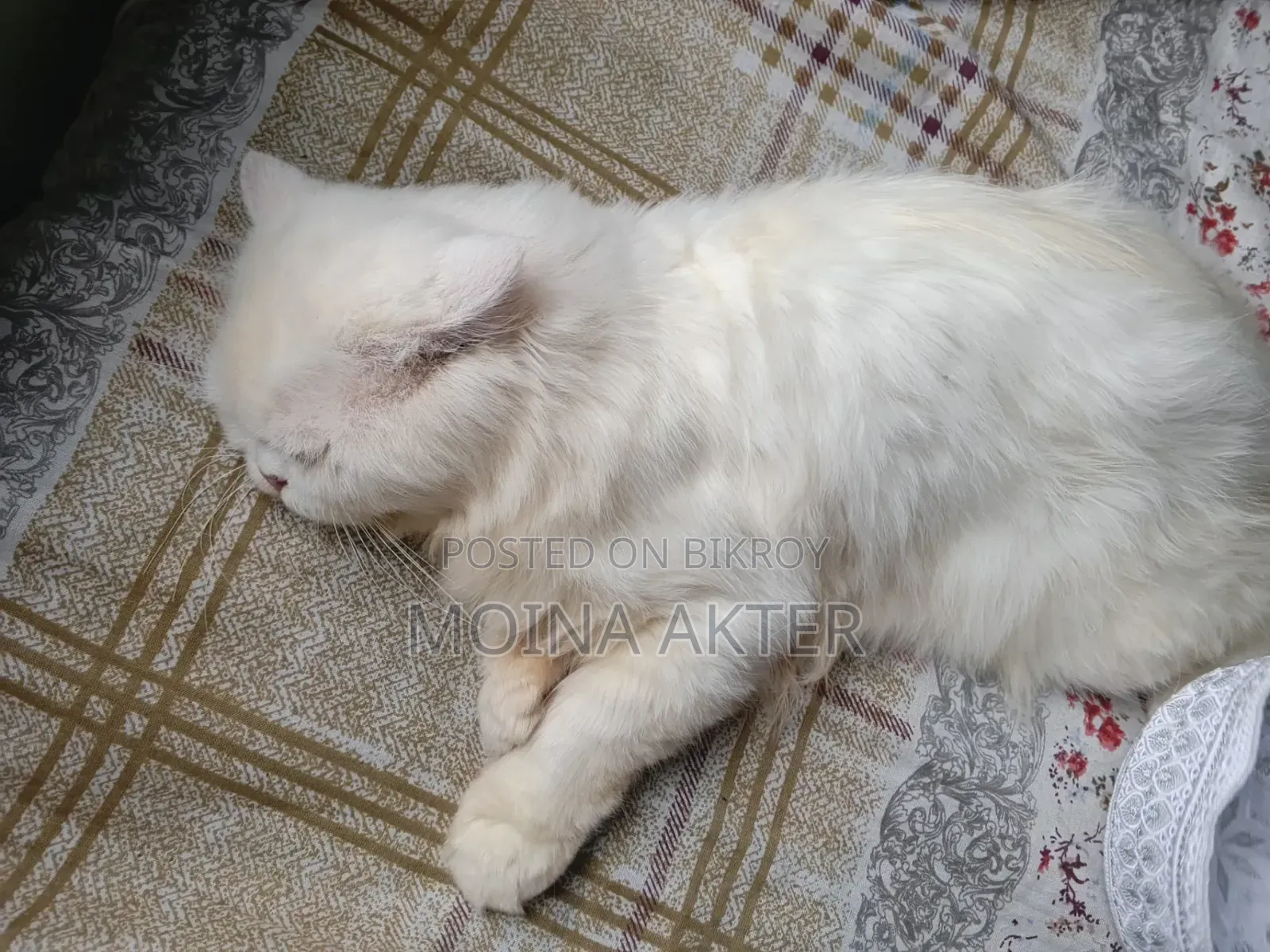 1+ Year Male Purebred Persian