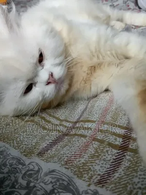 1+ Year Male Purebred Persian