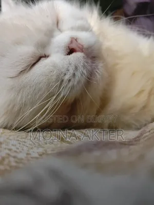 1+ Year Male Purebred Persian