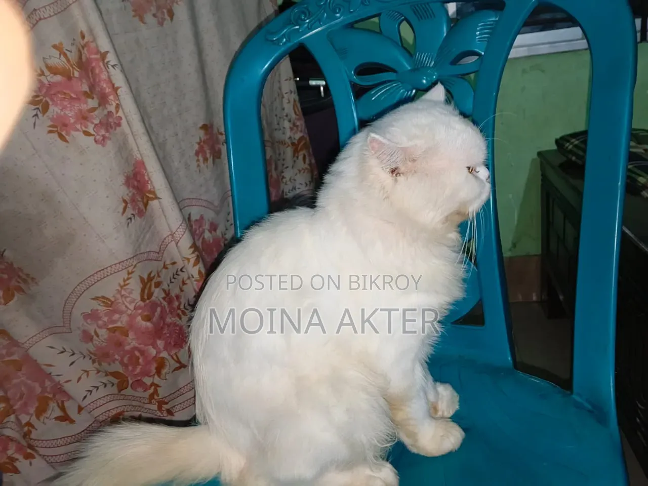 1+ Year Male Purebred Persian