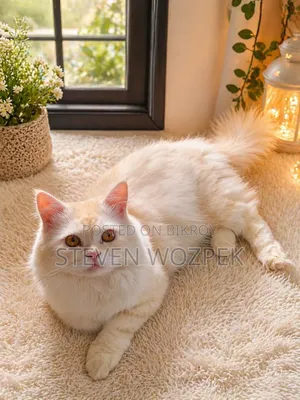 6-12 Months Male Purebred Persian