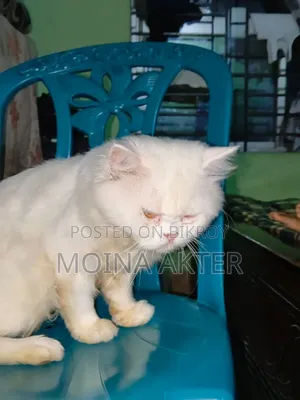 1+ Year Male Purebred Persian